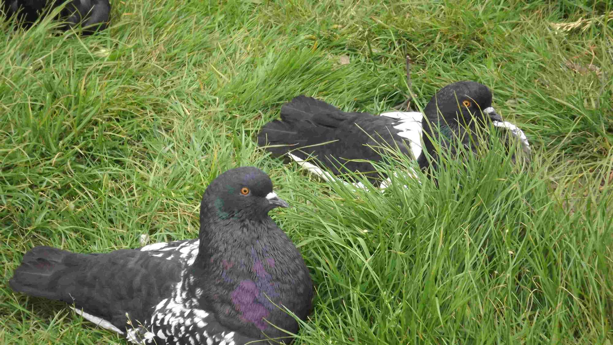 SPRZEDAM GOŁĘBIE Podborze - zdjęcie 3