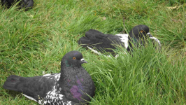 SPRZEDAM GOŁĘBIE Podborze - zdjęcie 3