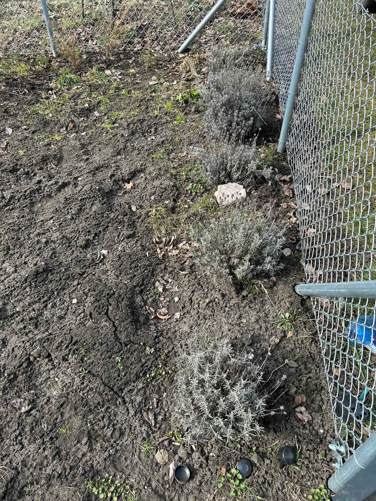 Sprzedam Działkę ROD we Wrocławiu na Kuźnikach Fabryczna - zdjęcie 6