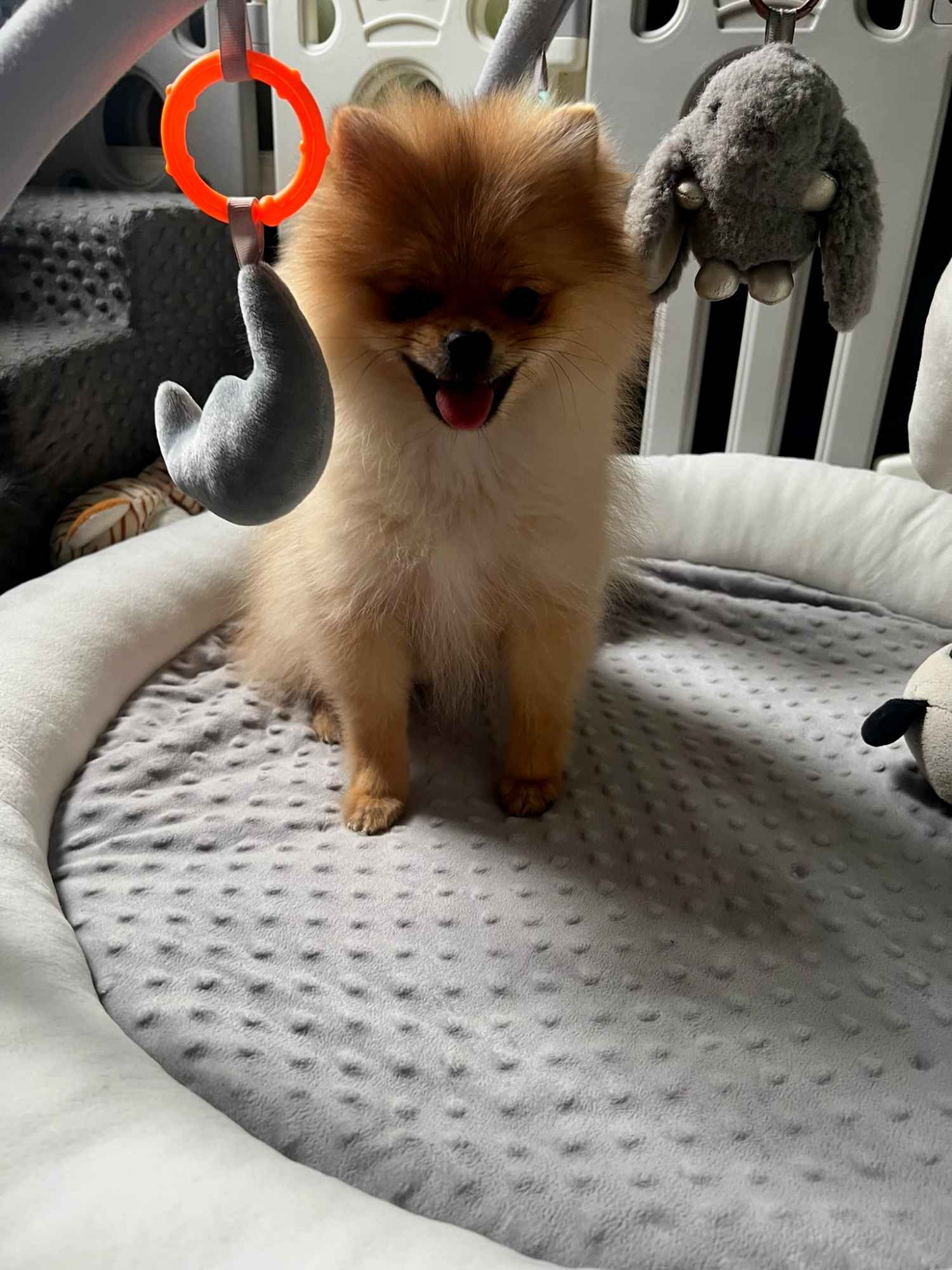 Szpic miniaturowy, Pomeranian - ORANGE Widzew - zdjęcie 7