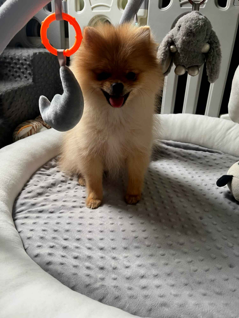 Szpic miniaturowy, Pomeranian - ORANGE Widzew - zdjęcie 7