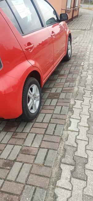 Sprzedam Królików - zdjęcie 3