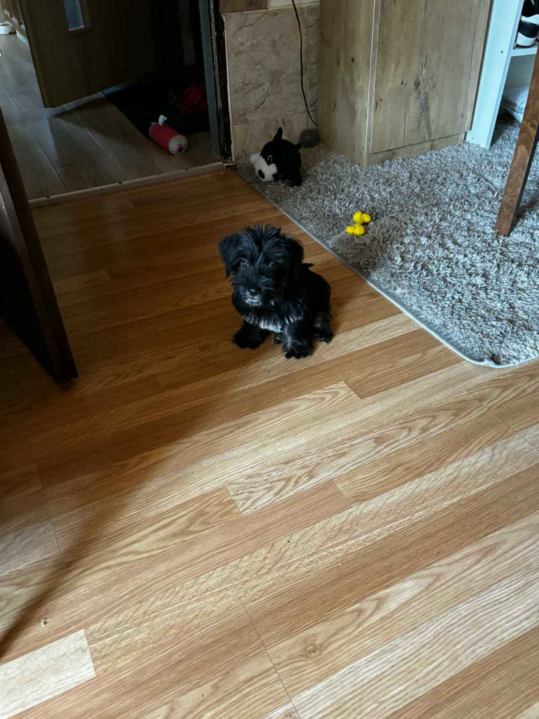 Sprzedam szczeniaka Piła - zdjęcie 2