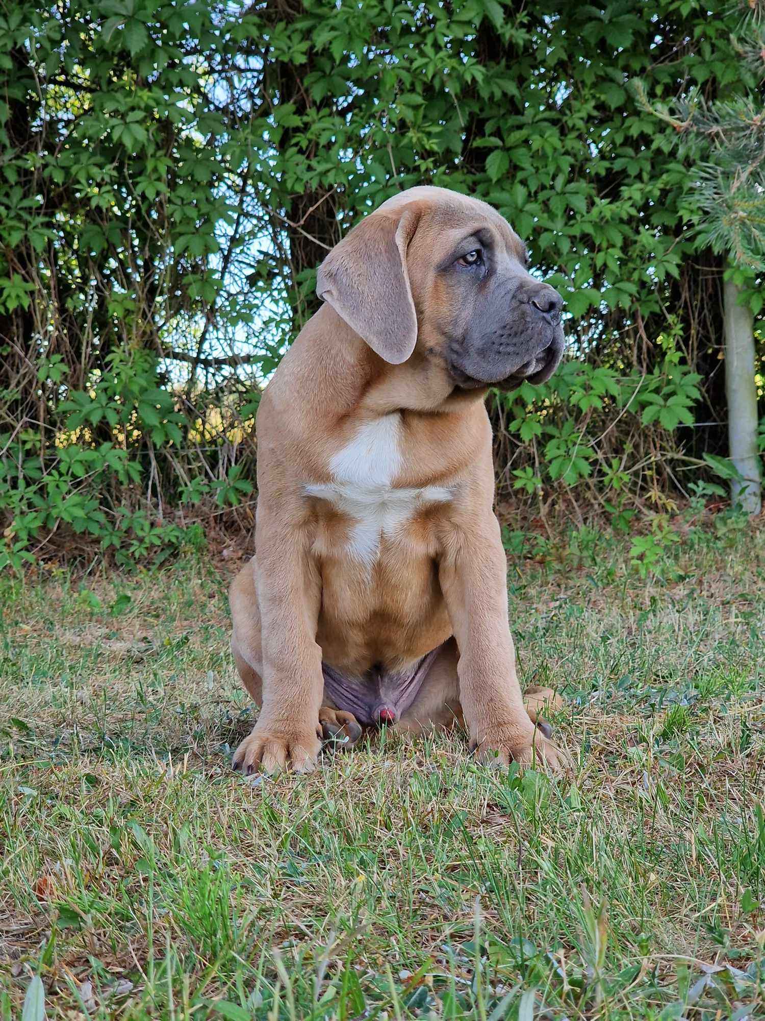 Cane Corso Italiano Puppies (FCI) Michów - zdjęcie 12