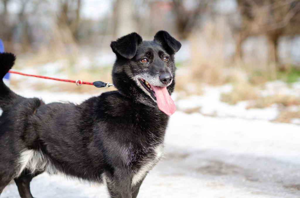 Nieduży Patyk, wesoły, pełen energii psiak Olsztyn - zdjęcie 6
