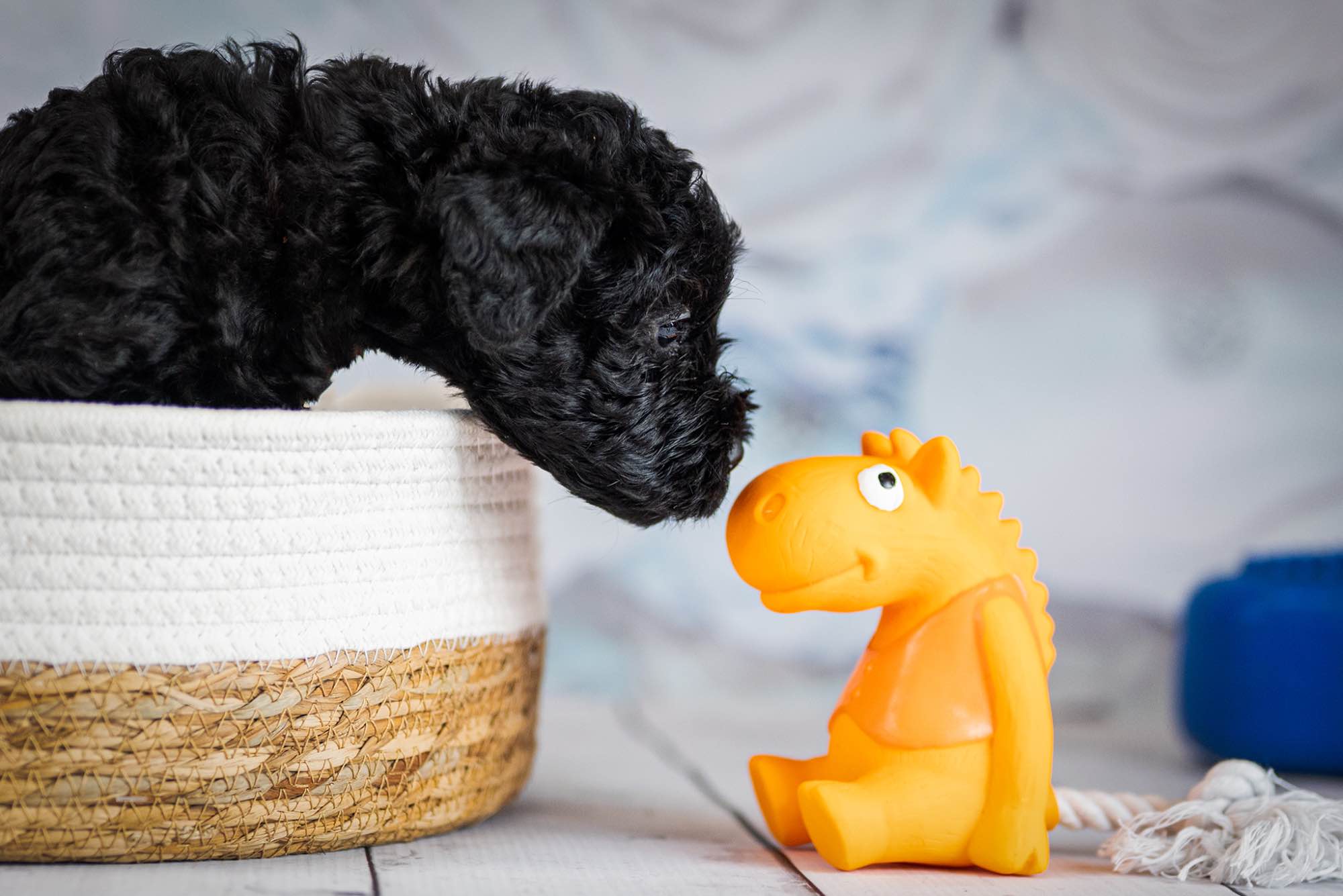 Kerry blue terrier Jedyne szczenięta w Polsce Radom - zdjęcie 6