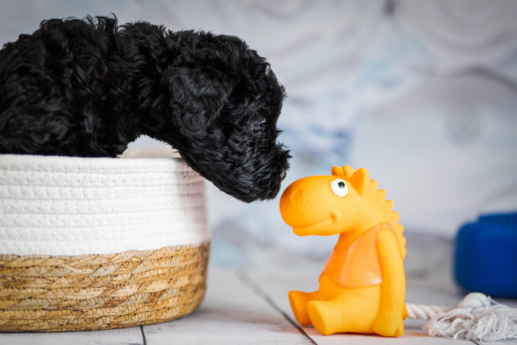 Kerry blue terrier Jedyne szczenięta w Polsce Radom - zdjęcie 6