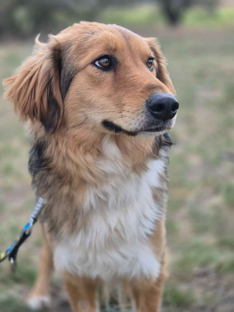 Sofi - pełna życia, wesoła, młodziutka sunia! Olsztyn - zdjęcie 5