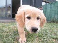 Golden Rretiever szczeniak