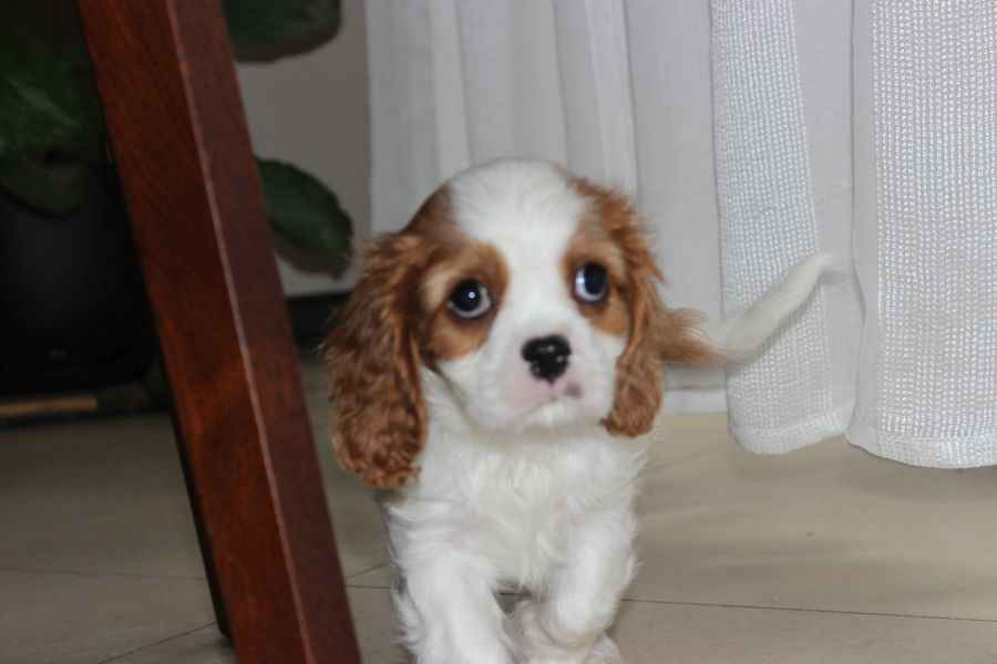 Cavalier King Charles Spaniel-szczeniaczek ZKwP Aleksandria - zdjęcie 5