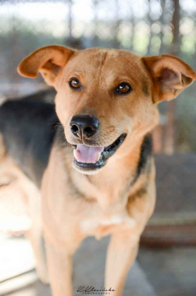 Aron - spokojny psiak szuka kochającego domu! Olsztyn - zdjęcie 1