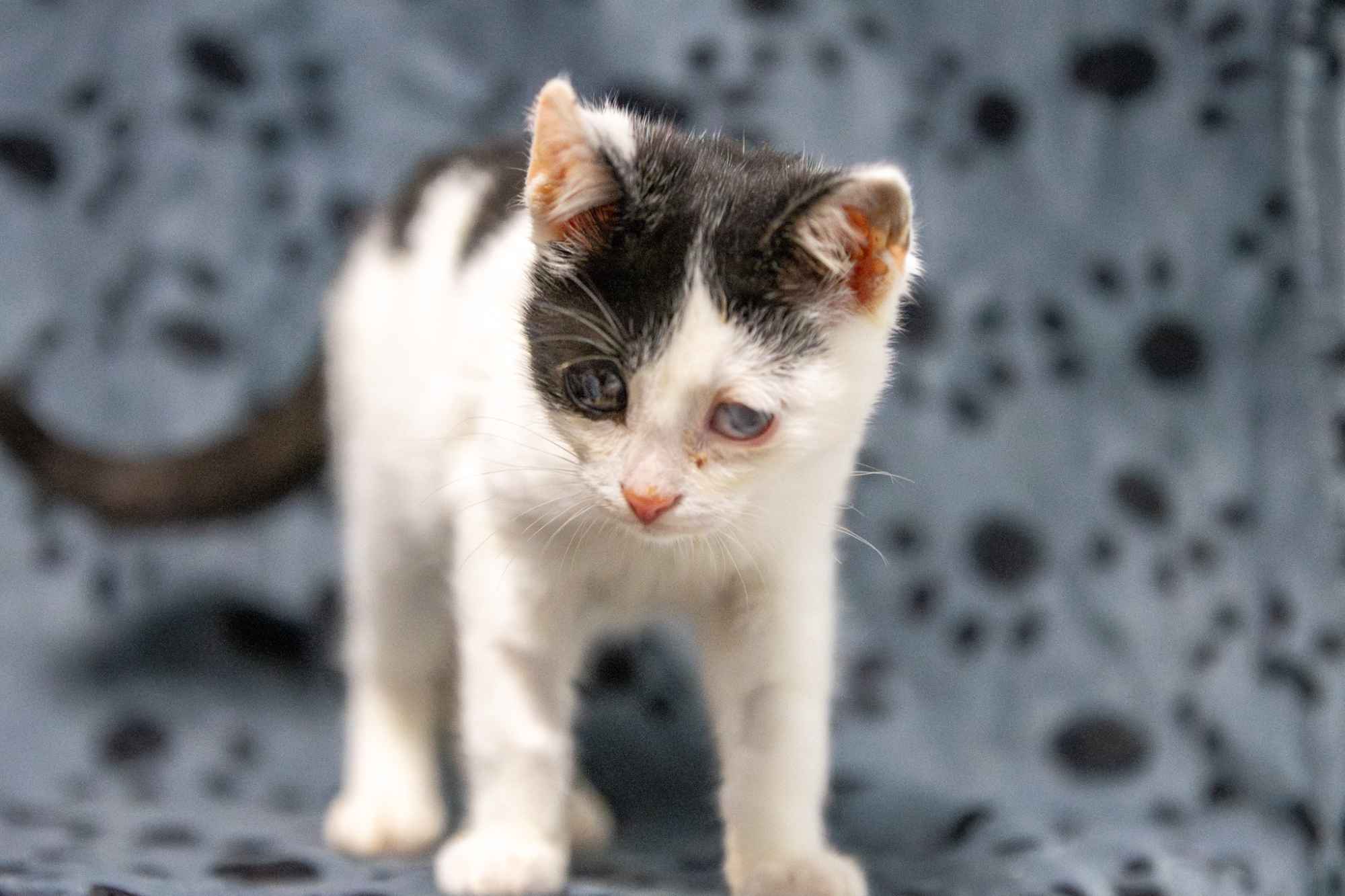 12 tygodniowe KOCIĘTA szukają domów! Olsztyn - zdjęcie 6