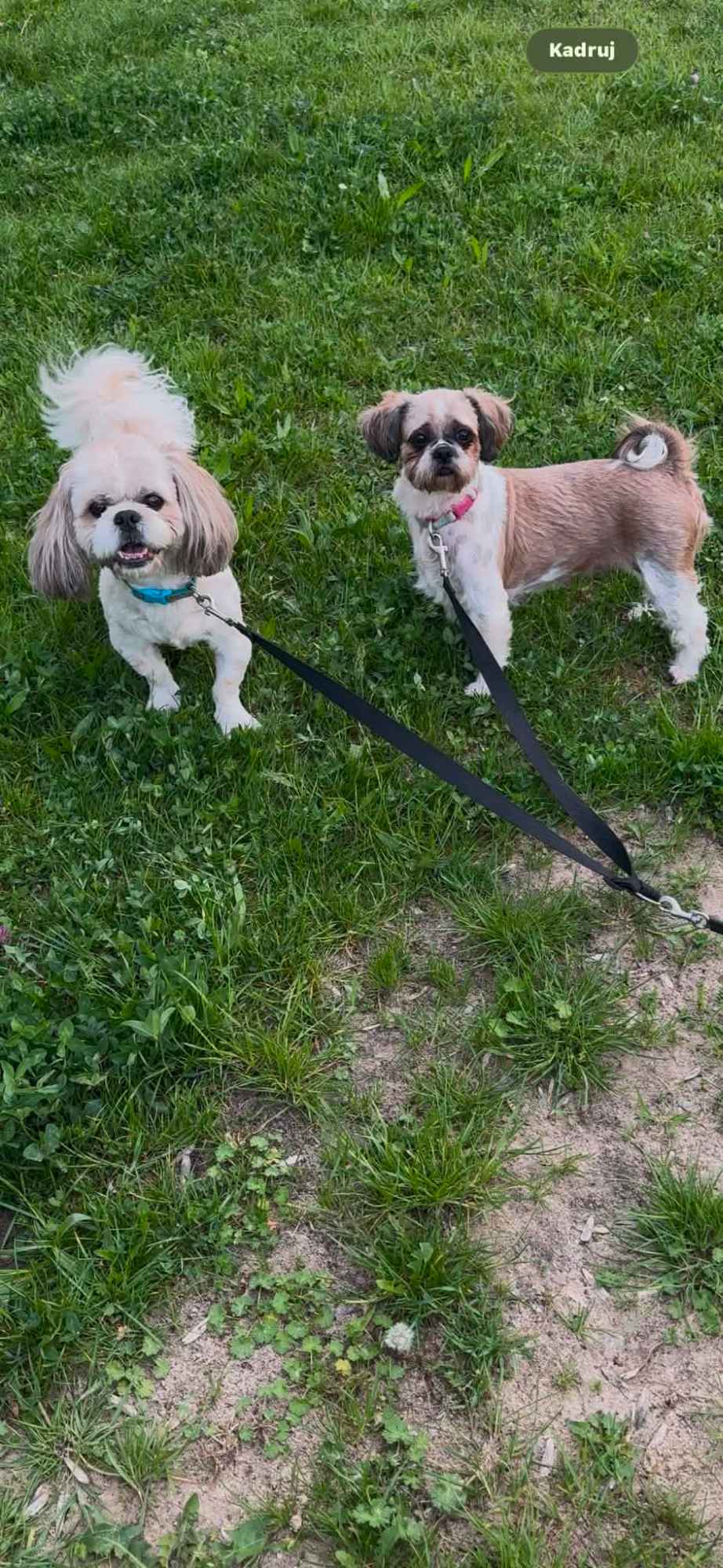 Szczeniaki shihtzu Siedlce - zdjęcie 7
