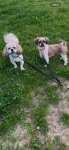 Szczeniaki shihtzu Siedlce - zdjęcie 7