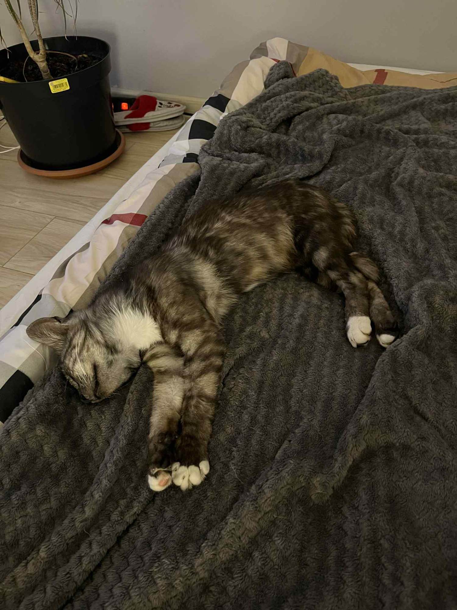 Kotka Lublin - zdjęcie 2