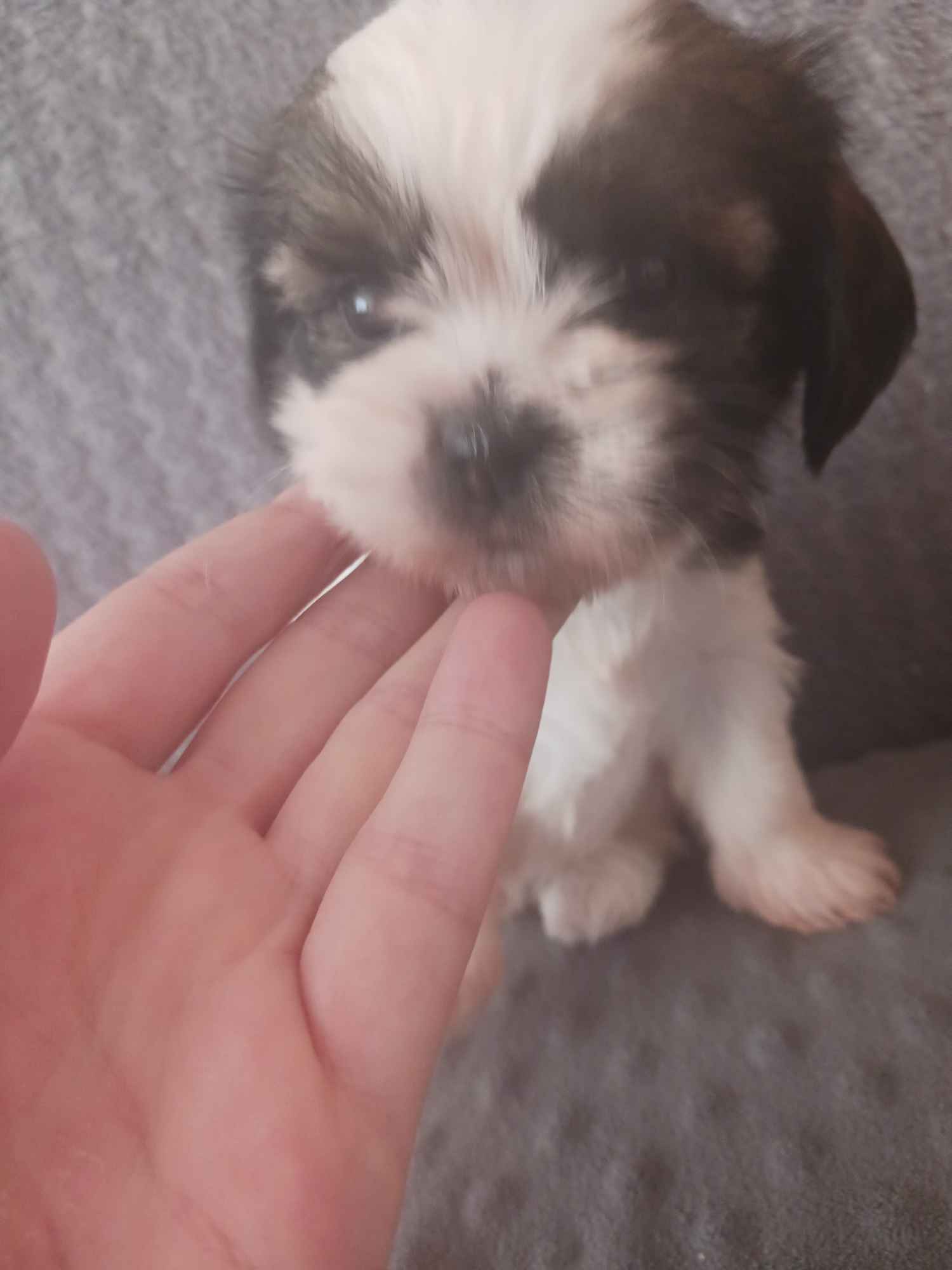 Piesek shih-tzu Śródmieście - zdjęcie 1