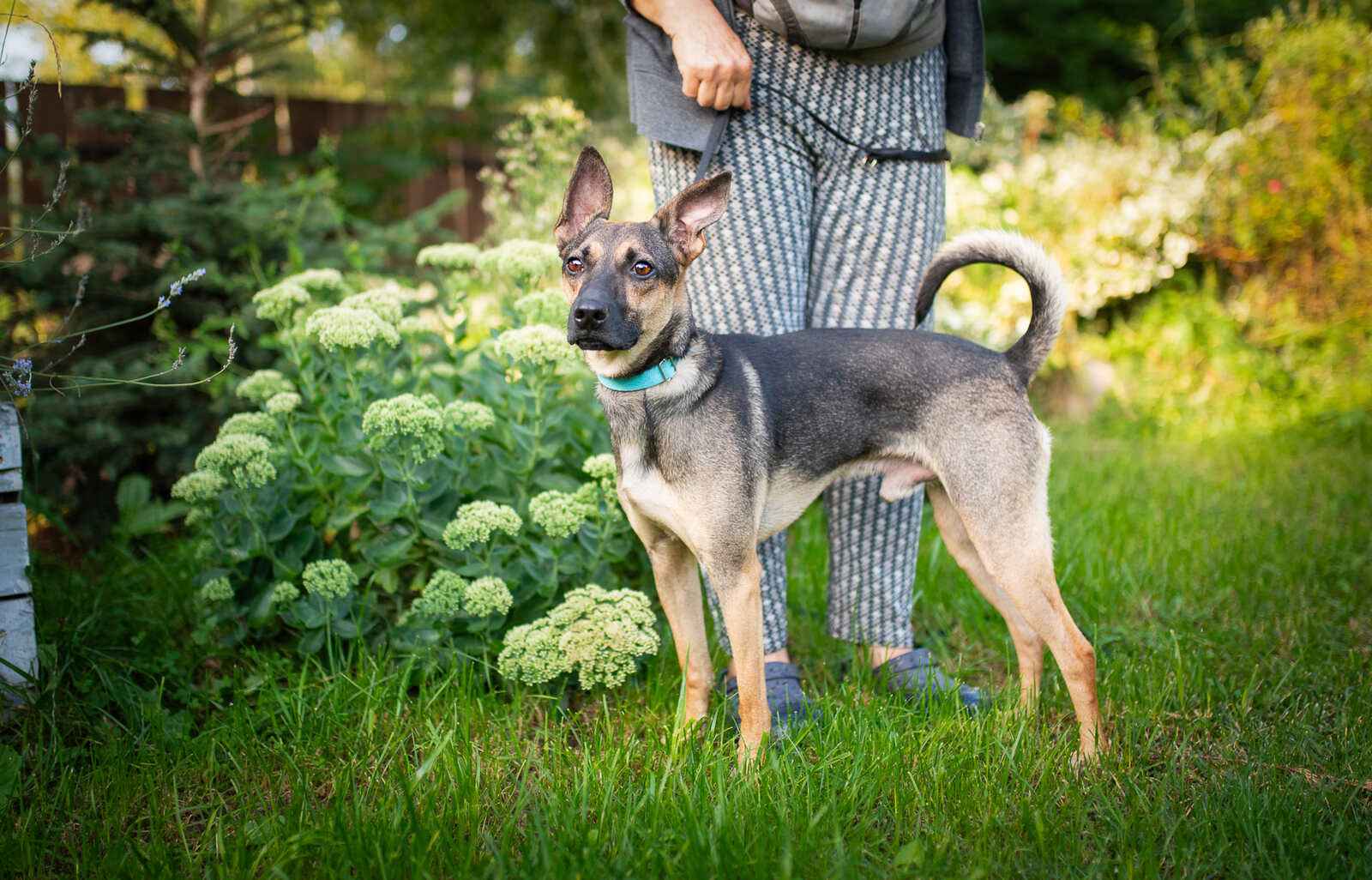 Dingo - zwykły niezwykły psiak szuka domu Olsztyn - zdjęcie 2