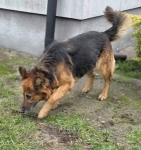 RAJA bardzo prosi o dom Bemowo - zdjęcie 3