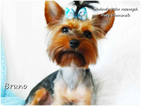 Yorkshire Terrier piesek York Bruno szczeniaczek 7-miesięcy Rodowód Żary - zdjęcie 1