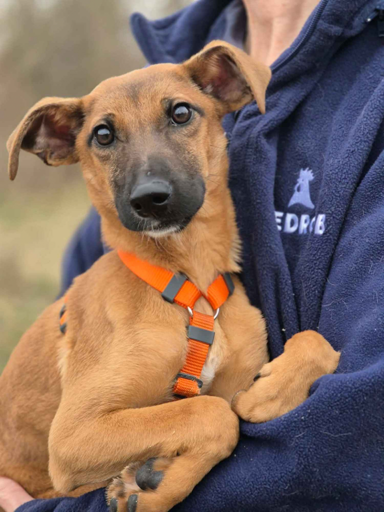 Pelasia - SZCZENIAK, cudna sunia do pokochania! Olsztyn - zdjęcie 1