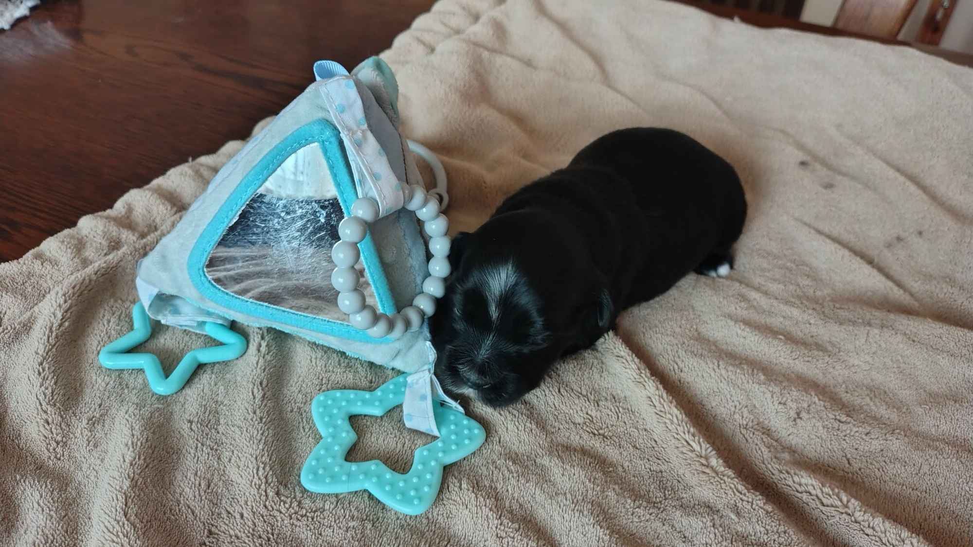 Hawańczyk z rodowodem Poniec - zdjęcie 1