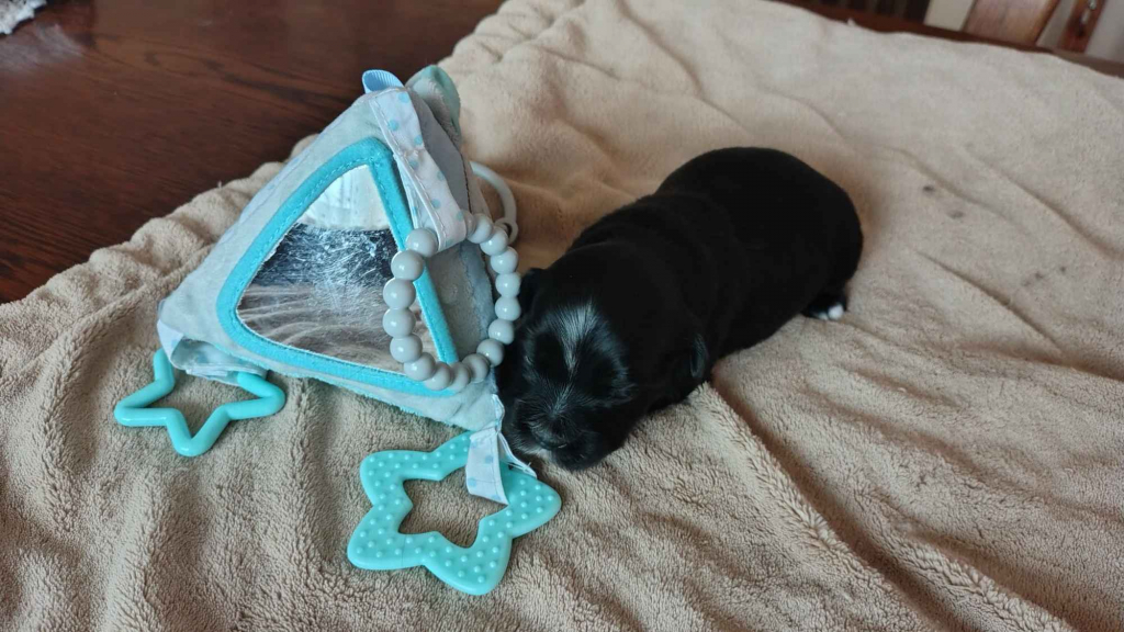 Hawańczyk z rodowodem Poniec - zdjęcie 1