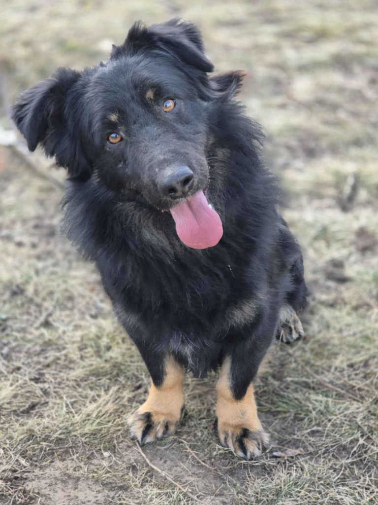 Kajtuś - fantastyczny, inteligentny przegubowiec szuka domu! Olsztyn - zdjęcie 1