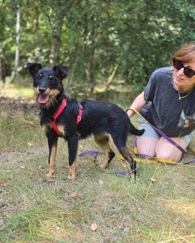 Płotka - młoda terrierka, wesoła, przyjazna sunia! Olsztyn - zdjęcie 5