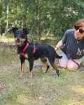 Płotka - młoda terrierka, wesoła, przyjazna sunia! Olsztyn - zdjęcie 5