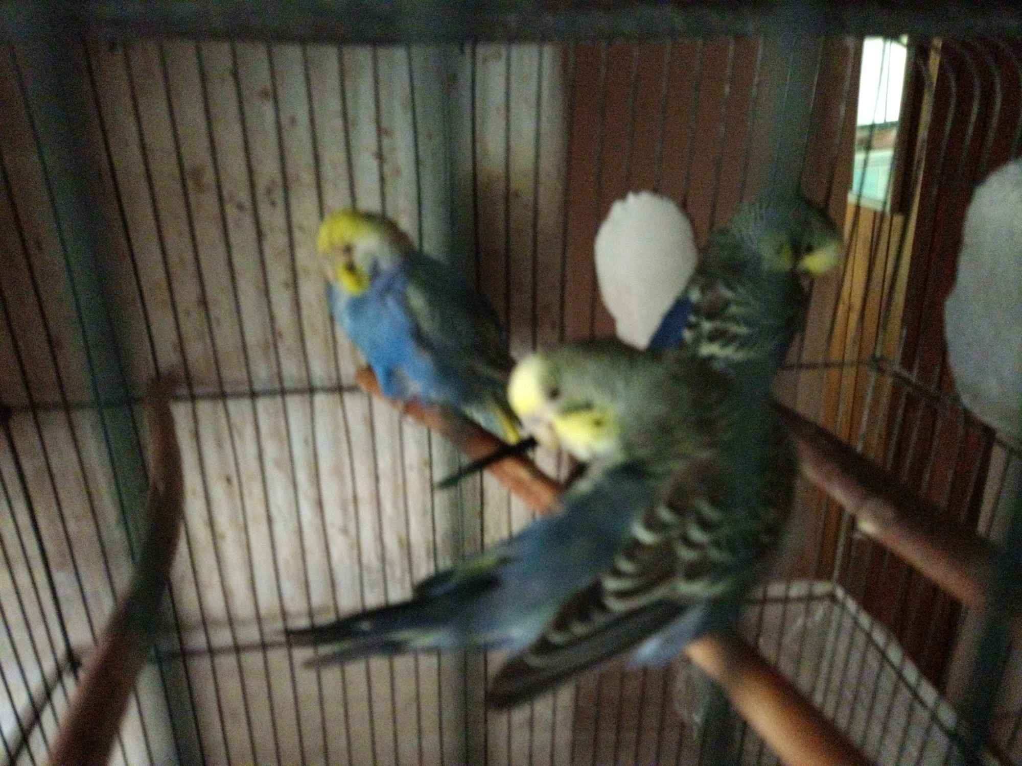 Papugi faliste młode sprzedam . Śródmieście - zdjęcie 1