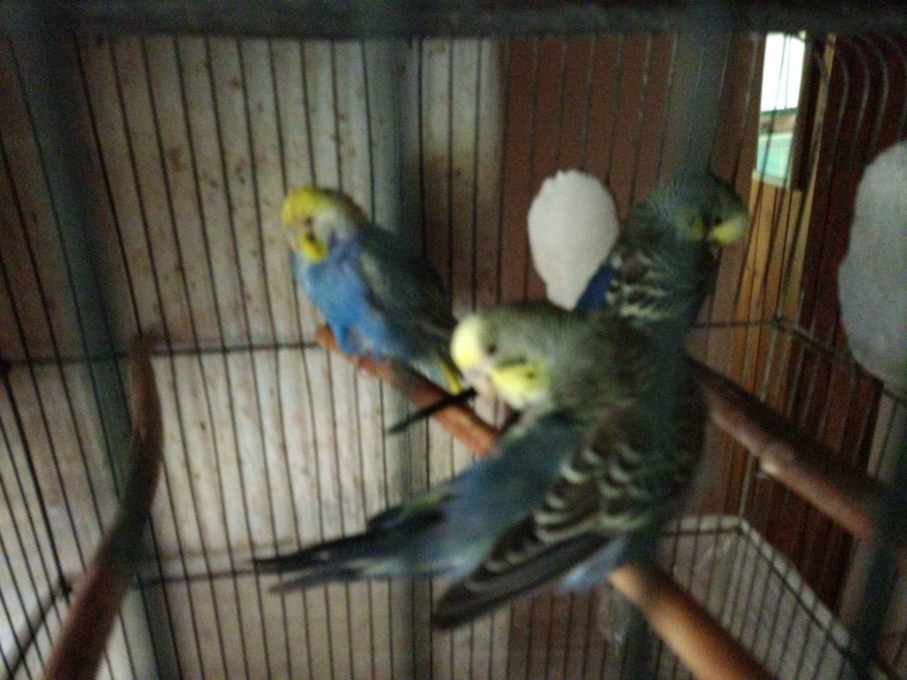 Papugi faliste młode sprzedam . Śródmieście - zdjęcie 1