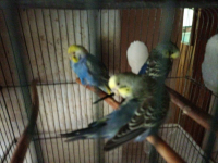 Papugi faliste młode sprzedam .
