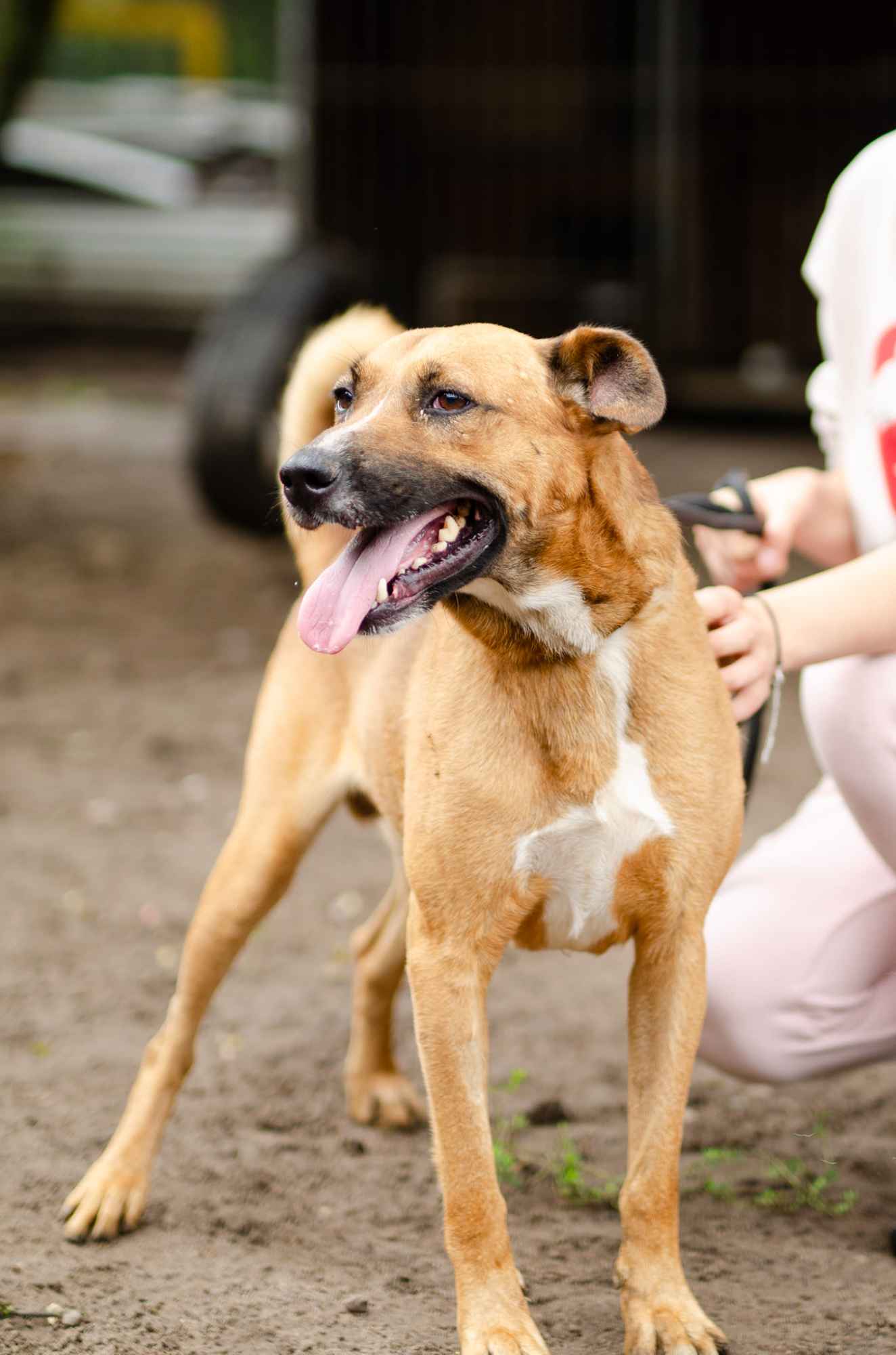 Doniu - wspaniały, wesoły pies do pokochania! Olsztyn - zdjęcie 2