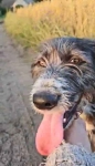 Kosmo - młodziutki, wesoły mini wilczarz szuka domu! Olsztyn - zdjęcie 2