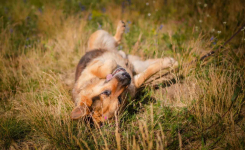 Flapy - niekonfliktowy, łagodny owczarek do adopcji! Olsztyn - zdjęcie 3