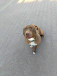 Megi, wyjątkowa sunia w typie pitbulla red nose Olsztyn - zdjęcie 2
