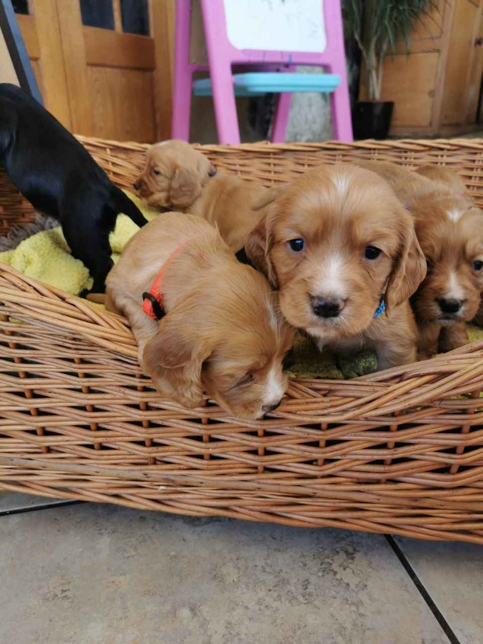 zarejestrowanych szczeniąt rasy cocker spaniel pracujący Lubachów - zdjęcie 4