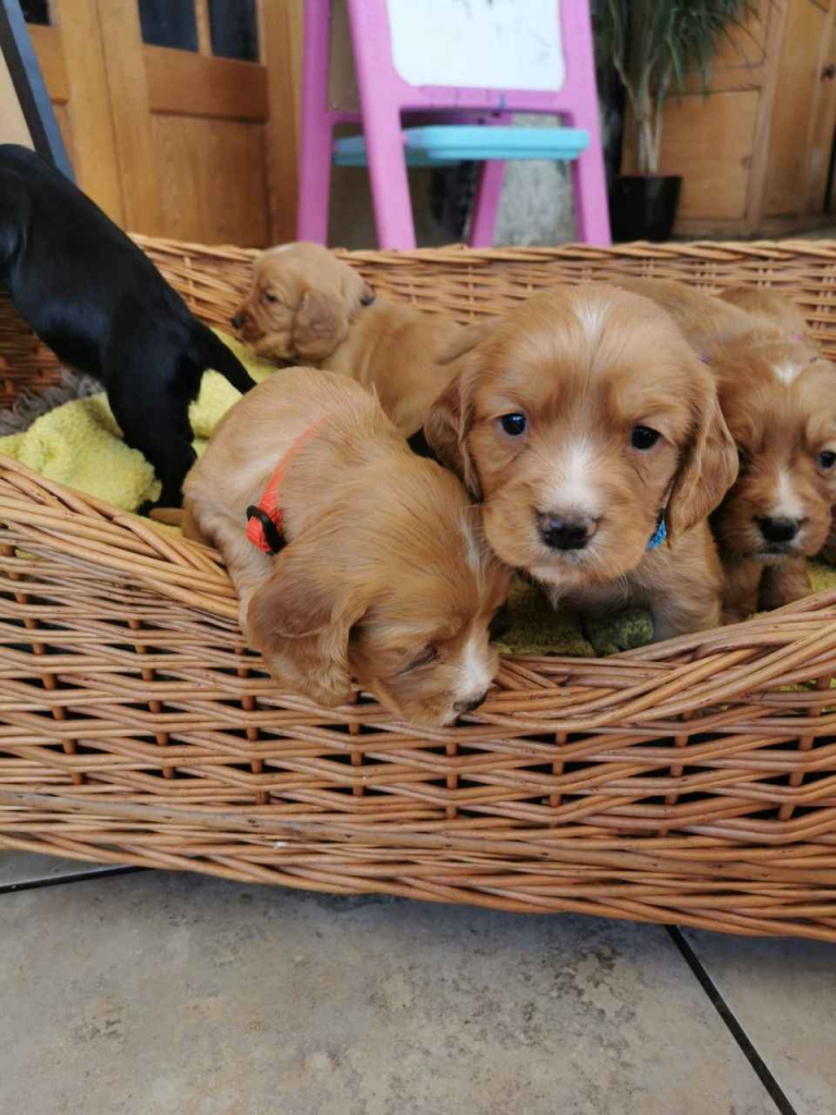 zarejestrowanych szczeniąt rasy cocker spaniel pracujący Lubachów - zdjęcie 4