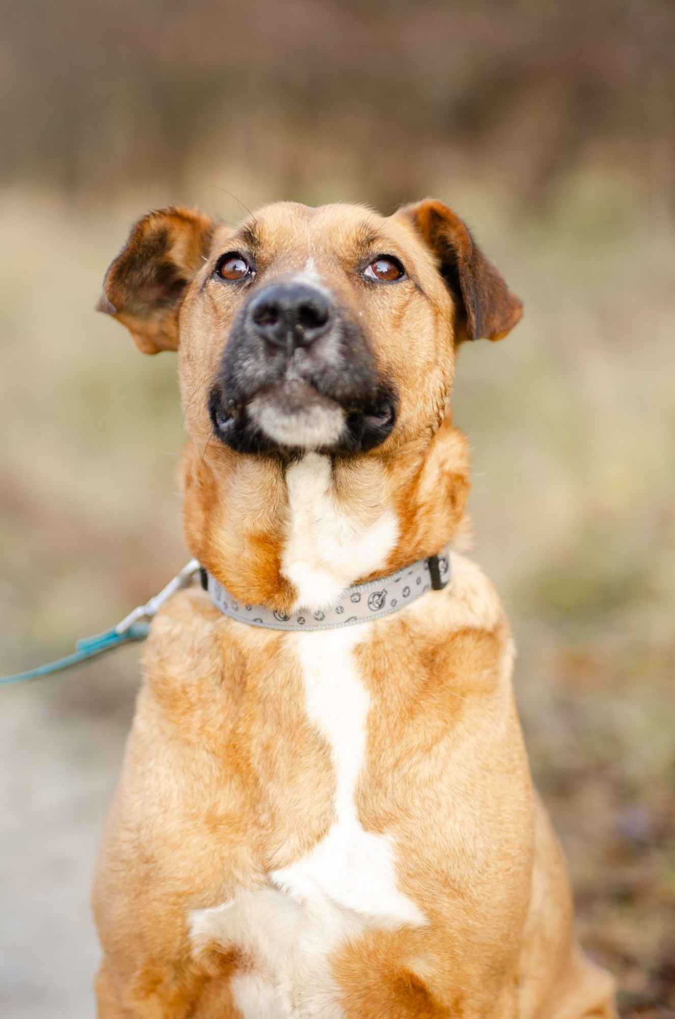 Wesoły Doniu, pogodny psiak szuka domu! Olsztyn - zdjęcie 1