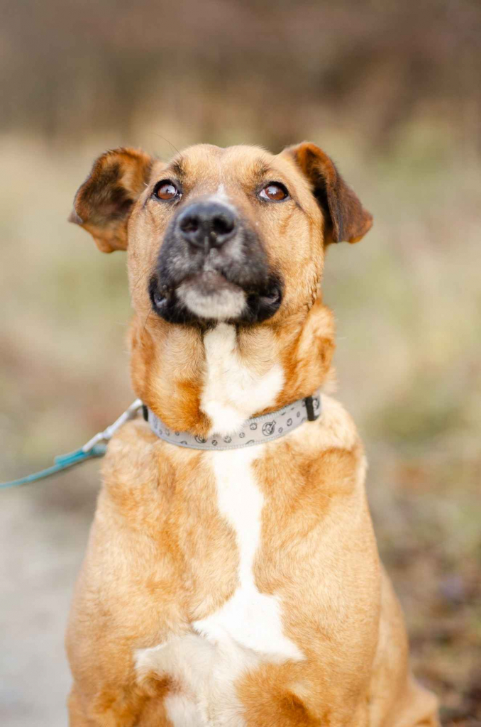 Wesoły Doniu, pogodny psiak szuka domu! Olsztyn - zdjęcie 1