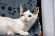 Dwa urocze, wesołe kocięta szukają domów! Olsztyn - zdjęcie 4