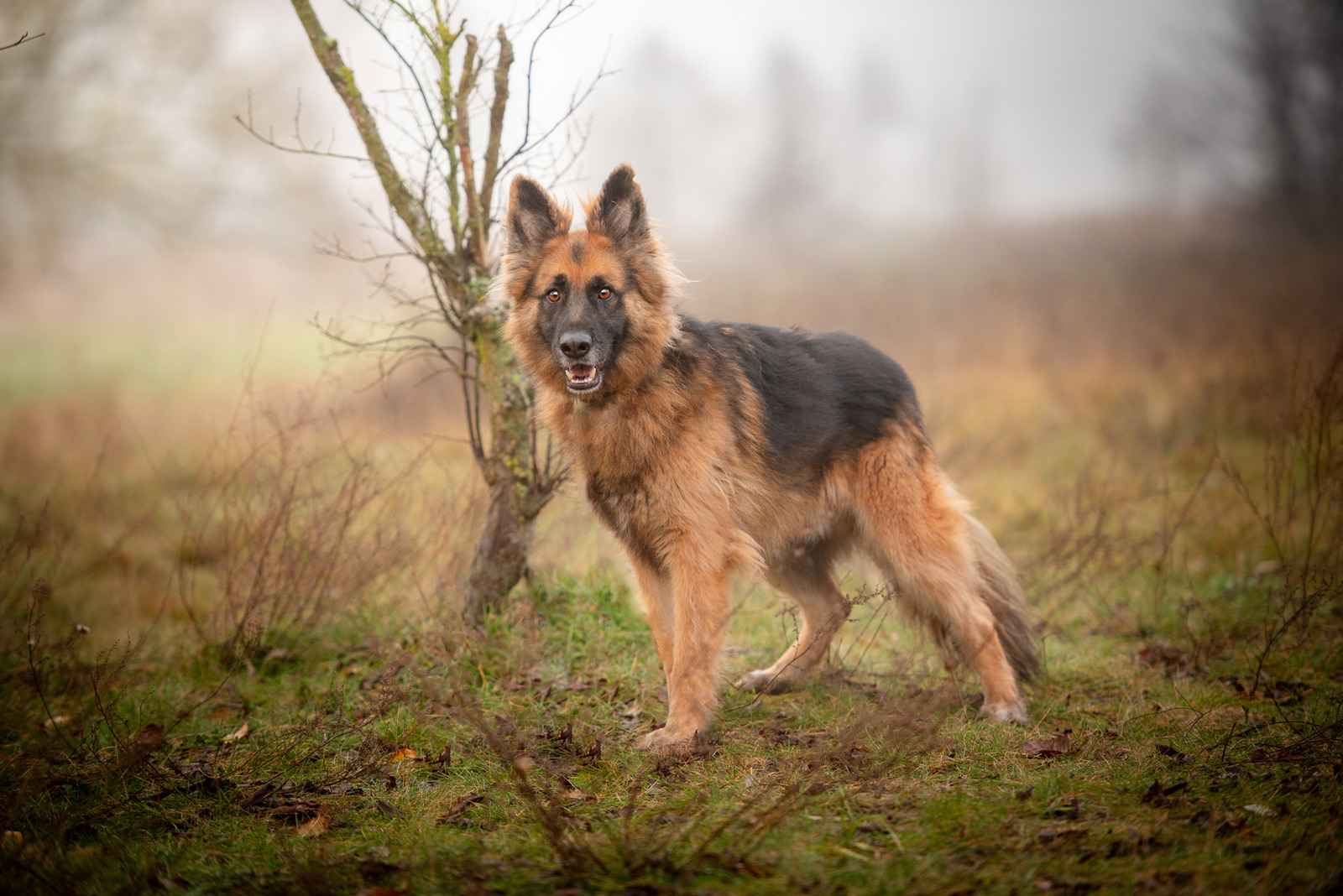 Ares - młody przepiękny owczarek szuka spokojnego domu! Olsztyn - zdjęcie 2