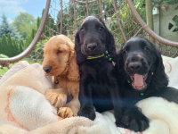 Cocker Spaniel Angielski Bałuty - zdjęcie 10