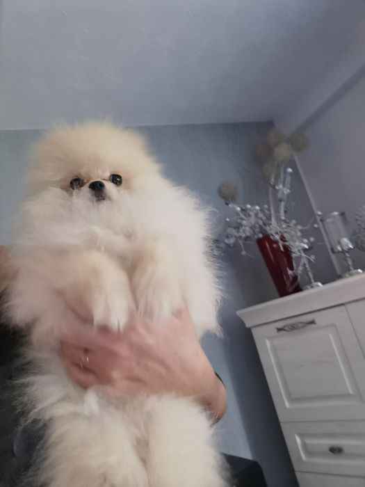 Pomeranian mini mini piesek 4m-ce Złotoryja - zdjęcie 2