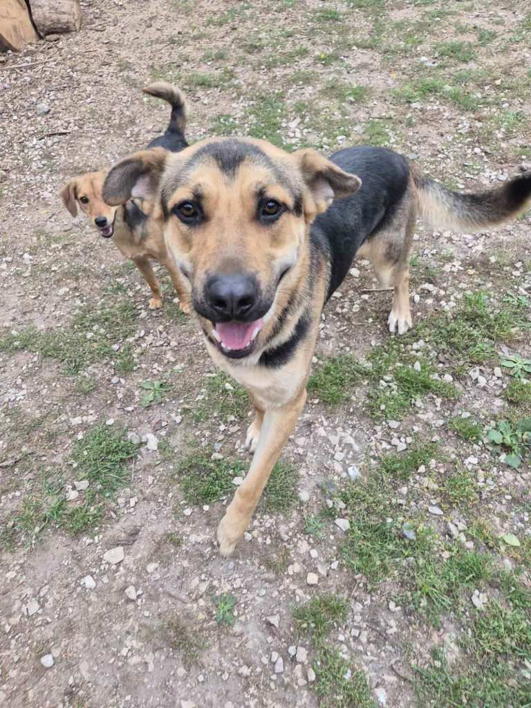 Magnus - duży pies o wielkim sercu szuka domu! Olsztyn - zdjęcie 1