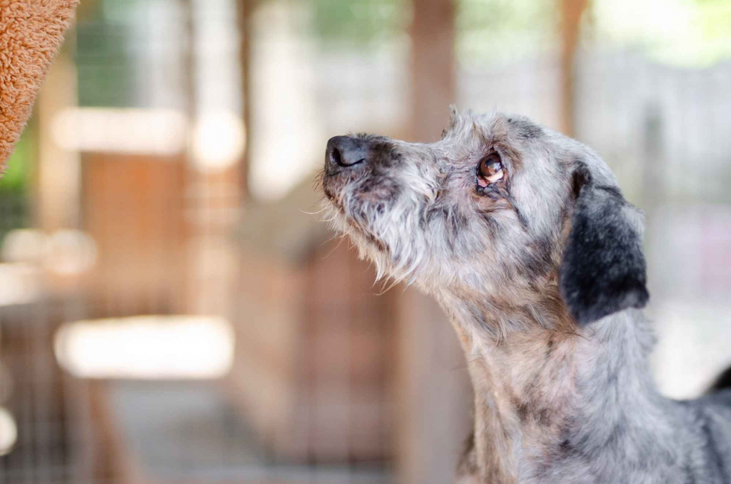 Misiek - przyjazny, wesoły psiak szuka domu! Olsztyn - zdjęcie 3