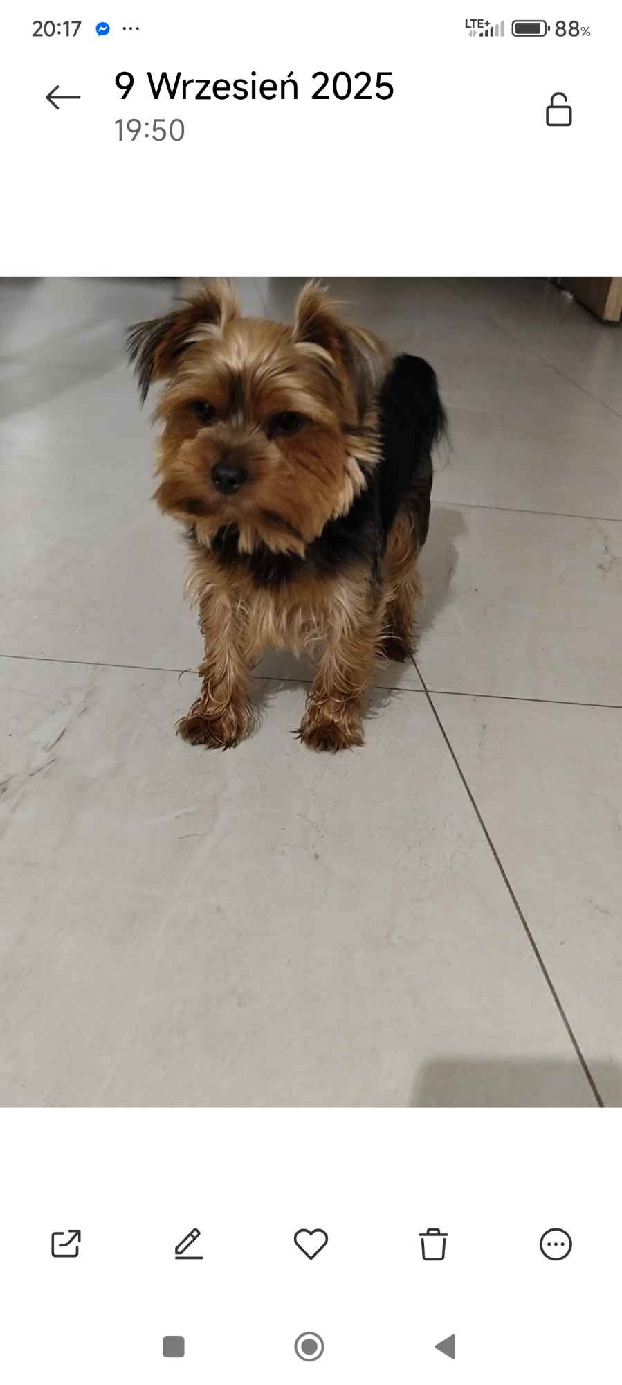 Yorkshire Terrier Bakałarzewo - zdjęcie 5