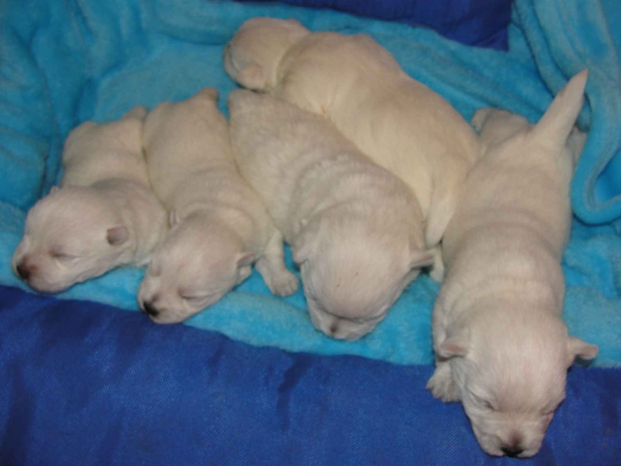 West Highland White Terrier- Szczeniaczki Świecie - zdjęcie 3
