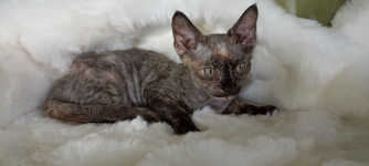 Kocięta devon-rex