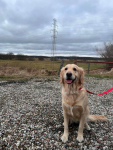 Szczeniaki Golden Retriever Góra - zdjęcie 7